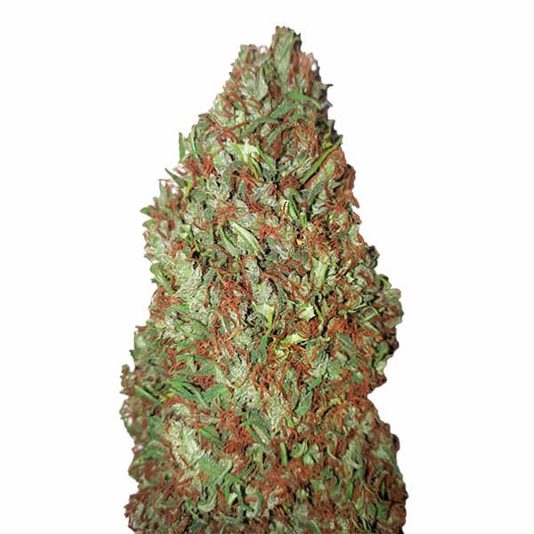 Sour Diesel CBD+ > CBD+ Buds | CBD cannabis seeds  |  Sativa